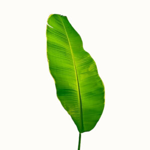 Banana Leaf