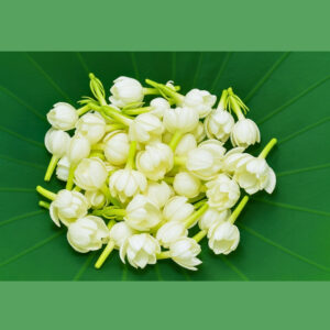 Jasmine Flower