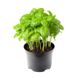 Basil Pot