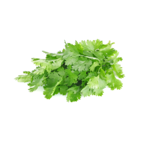 Coriander